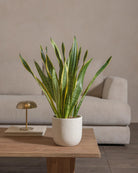 Snake-Plant-60cm-Round-Chalk-White-Plntd-Lifestyle-55