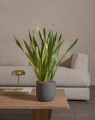 Snake-Plant-60cm-Round-Ember-Plntd-Lifestyle-60