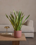 Snake-Plant-60cm-Round-Old-Red-Plntd-Lifestyle-59