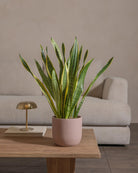 Snake-Plant-60cm-Round-Rose-Pink-Plntd-Lifestyle-58