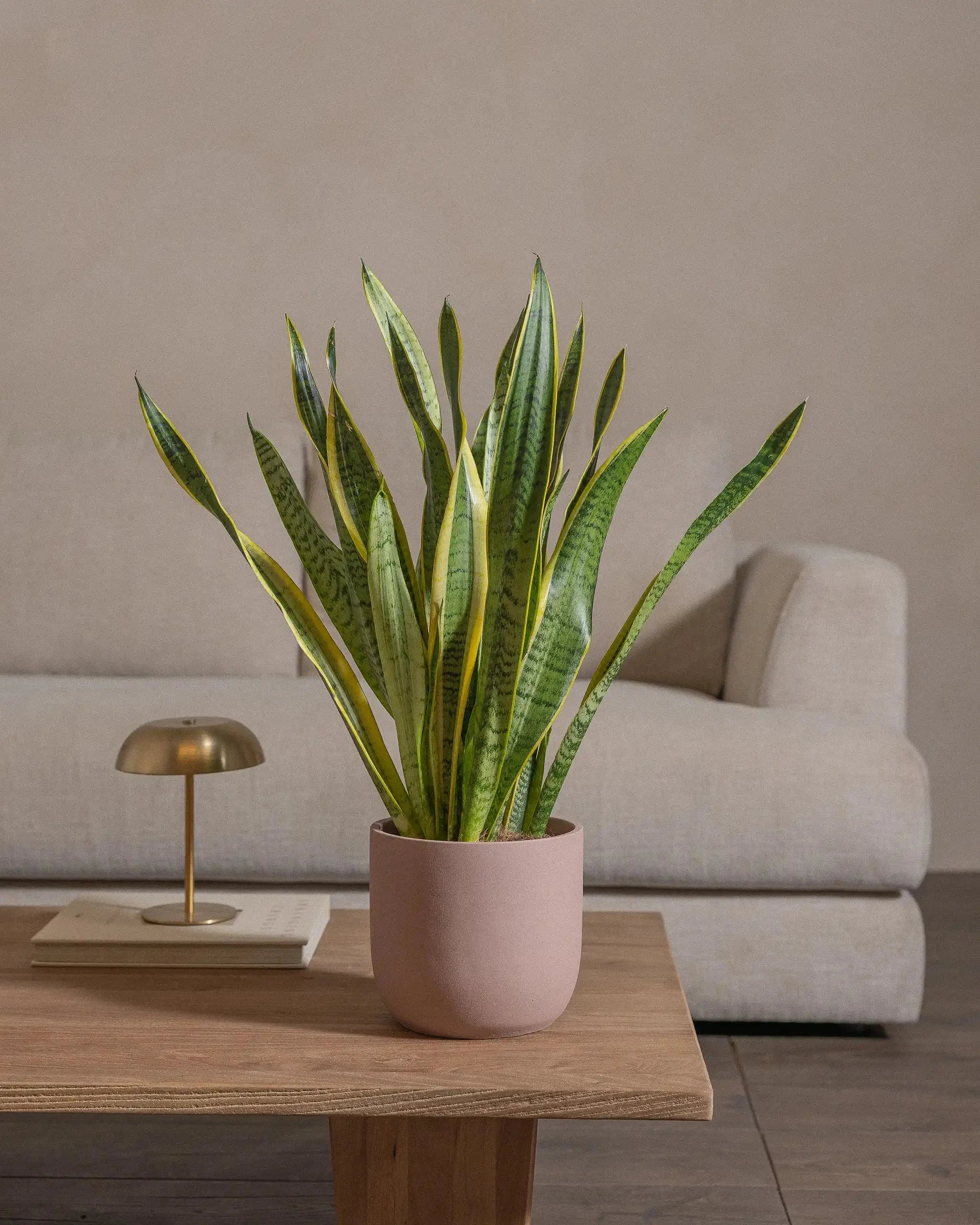 Snake-Plant-60cm-Round-Rose-Pink-Plntd-Lifestyle-58_4095b2a2-0ea5-4eed-8770-1a352f1432a6