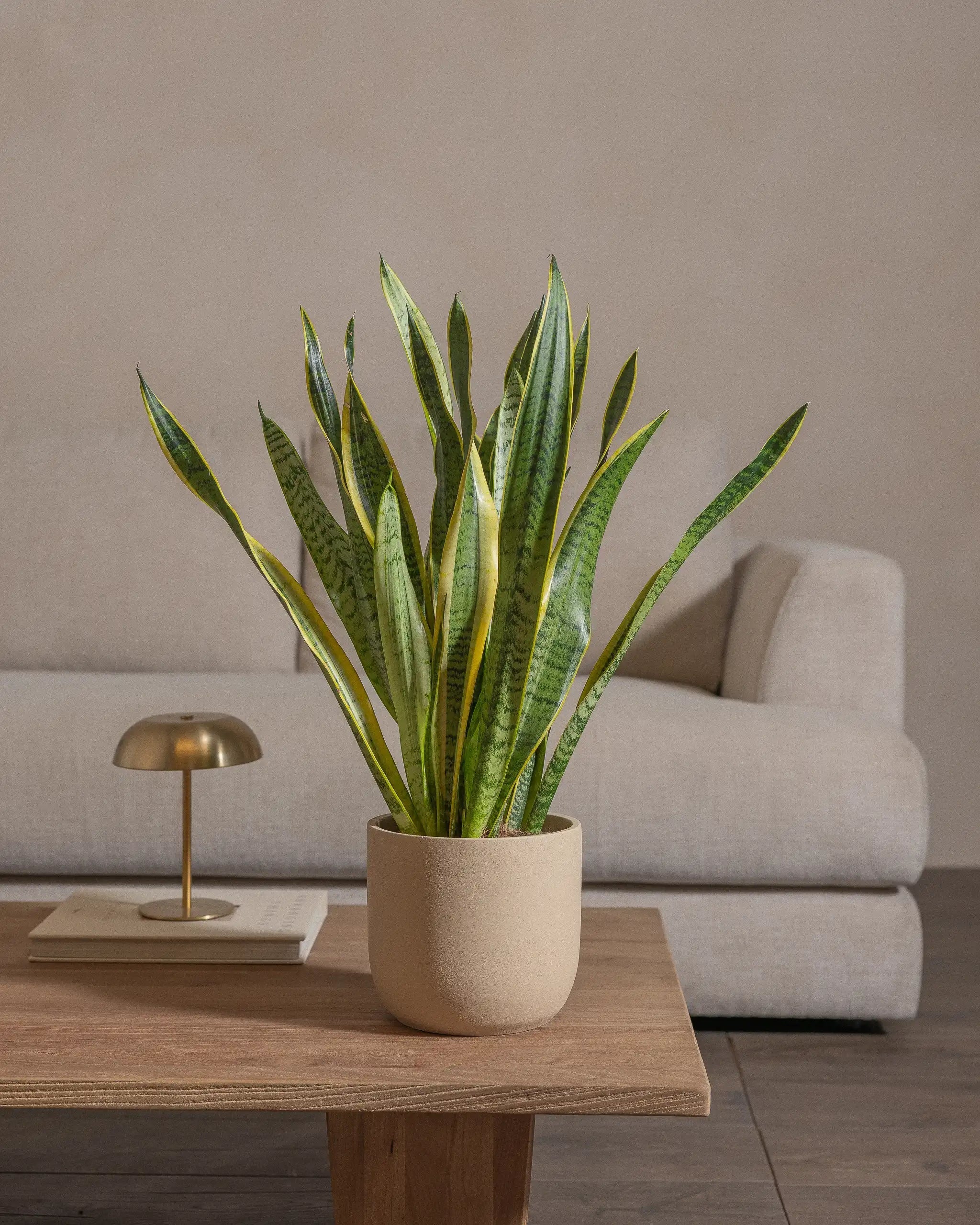 Snake-Plant-60cm-Round-Sand-Plntd-Lifestyle-56