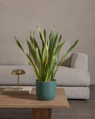 Snake-Plant-60cm-Round-Slate-Green-Plntd-Lifestyle-57