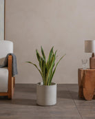 Snake-Plant-80cm-Circle-Cement-Grey-Plntd-Lifestyle-64