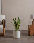 Snake-Plant-80cm-Circle-Chalk-White-Plntd-Lifestyle-68