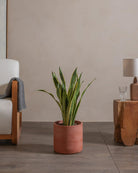 Snake-Plant-80cm-Circle-Corvan-Red-Plntd-Lifestyle-66