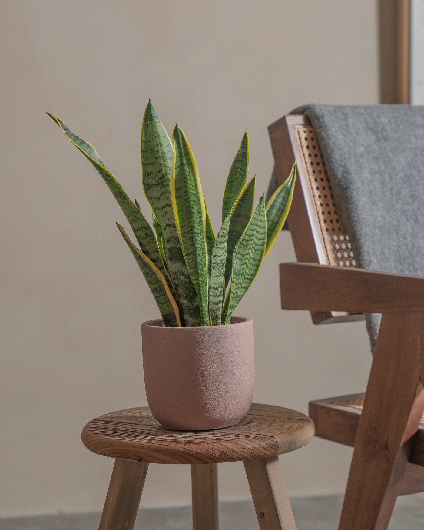 Snake-Plant-Plntd-Lifestyle-10
