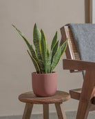 Snake-Plant-Plntd-Lifestyle-11
