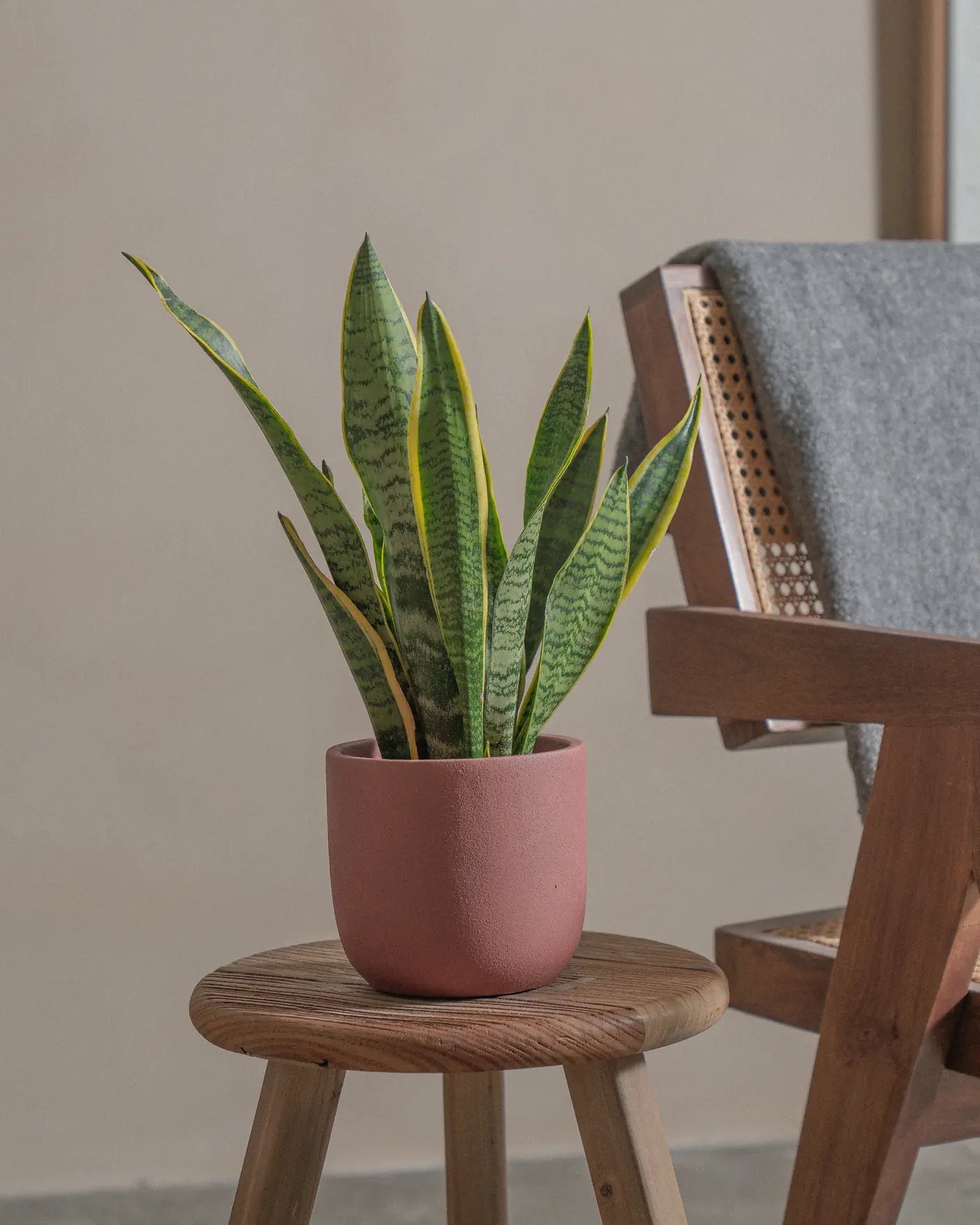 Snake-Plant-Plntd-Lifestyle-11