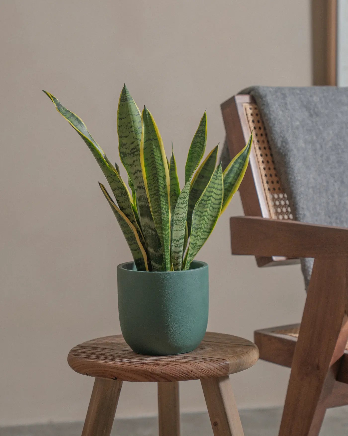 Snake-Plant-Plntd-Lifestyle-12