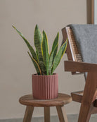 Snake-Plant-Plntd-Lifestyle-17