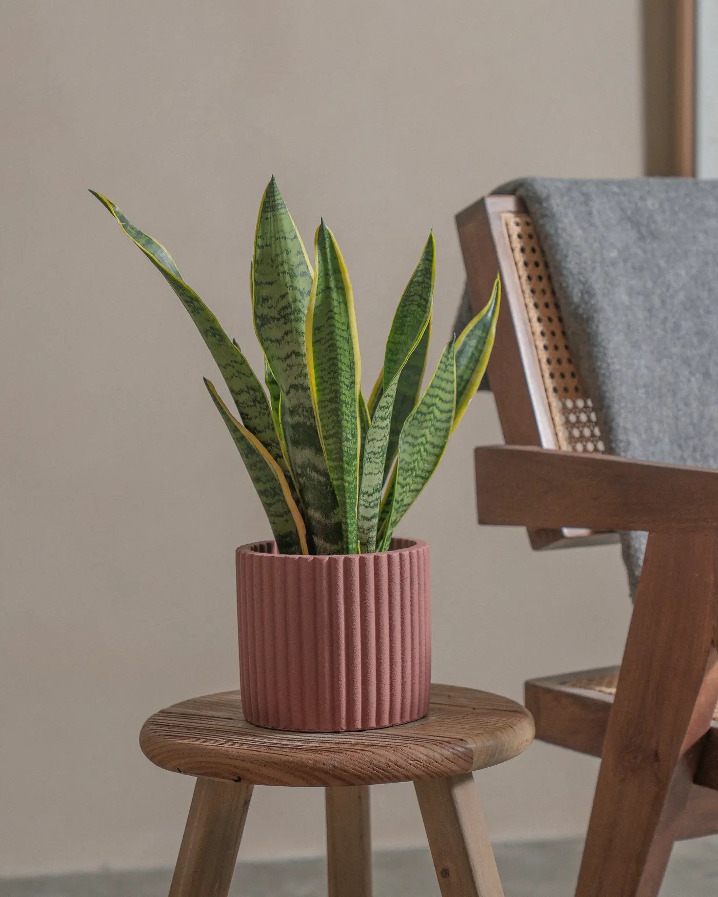 Snake-Plant-Plntd-Lifestyle-17
