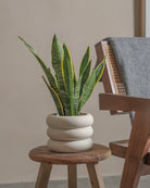 Snake-Plant-Plntd-Lifestyle-19