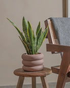 Snake-Plant-Plntd-Lifestyle-20