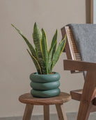 Snake-Plant-Plntd-Lifestyle-22