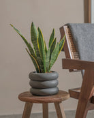 Snake-Plant-Plntd-Lifestyle-24