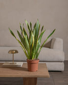 Snake-Plant-Plntd-Lifestyle-26