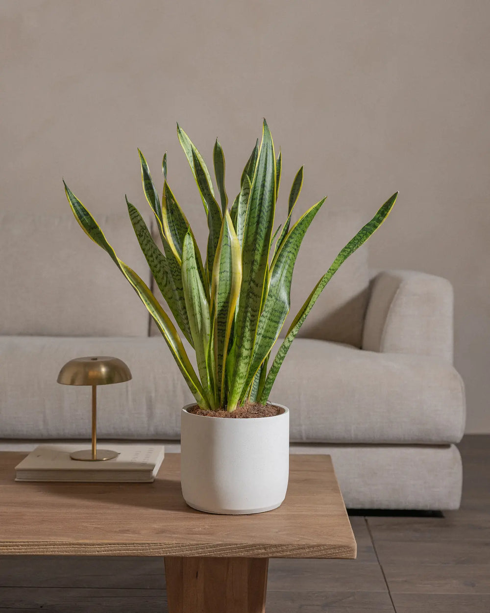 Snake-Plant-Plntd-Lifestyle-27