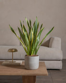 Snake-Plant-Plntd-Lifestyle-29