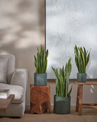 Snake-Plant-Plntd-Lifestyle-3