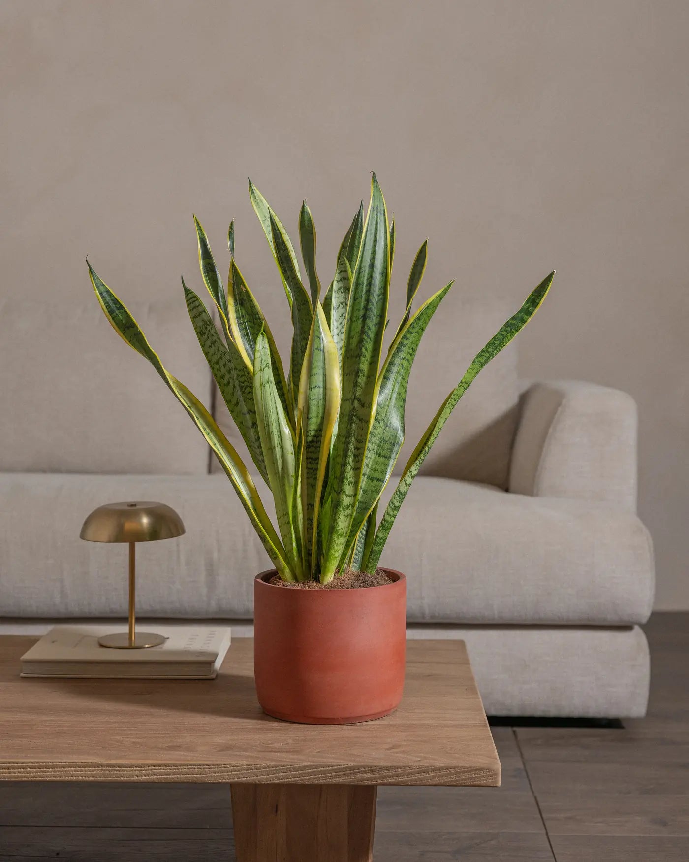 Snake-Plant-Plntd-Lifestyle-30