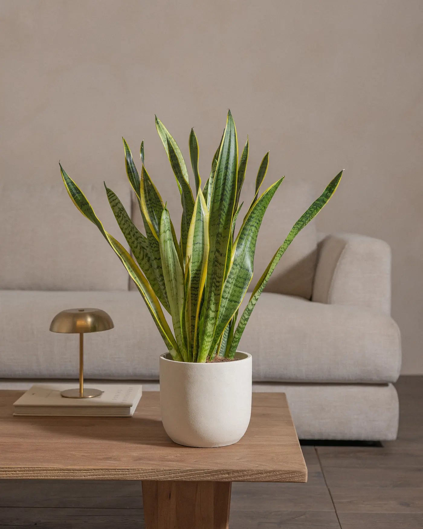 Snake-Plant-Plntd-Lifestyle-33