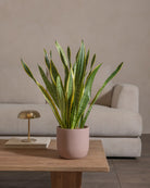 Snake-Plant-Plntd-Lifestyle-34