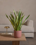 Snake-Plant-Plntd-Lifestyle-35