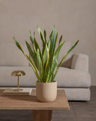 Snake-Plant-Plntd-Lifestyle-37