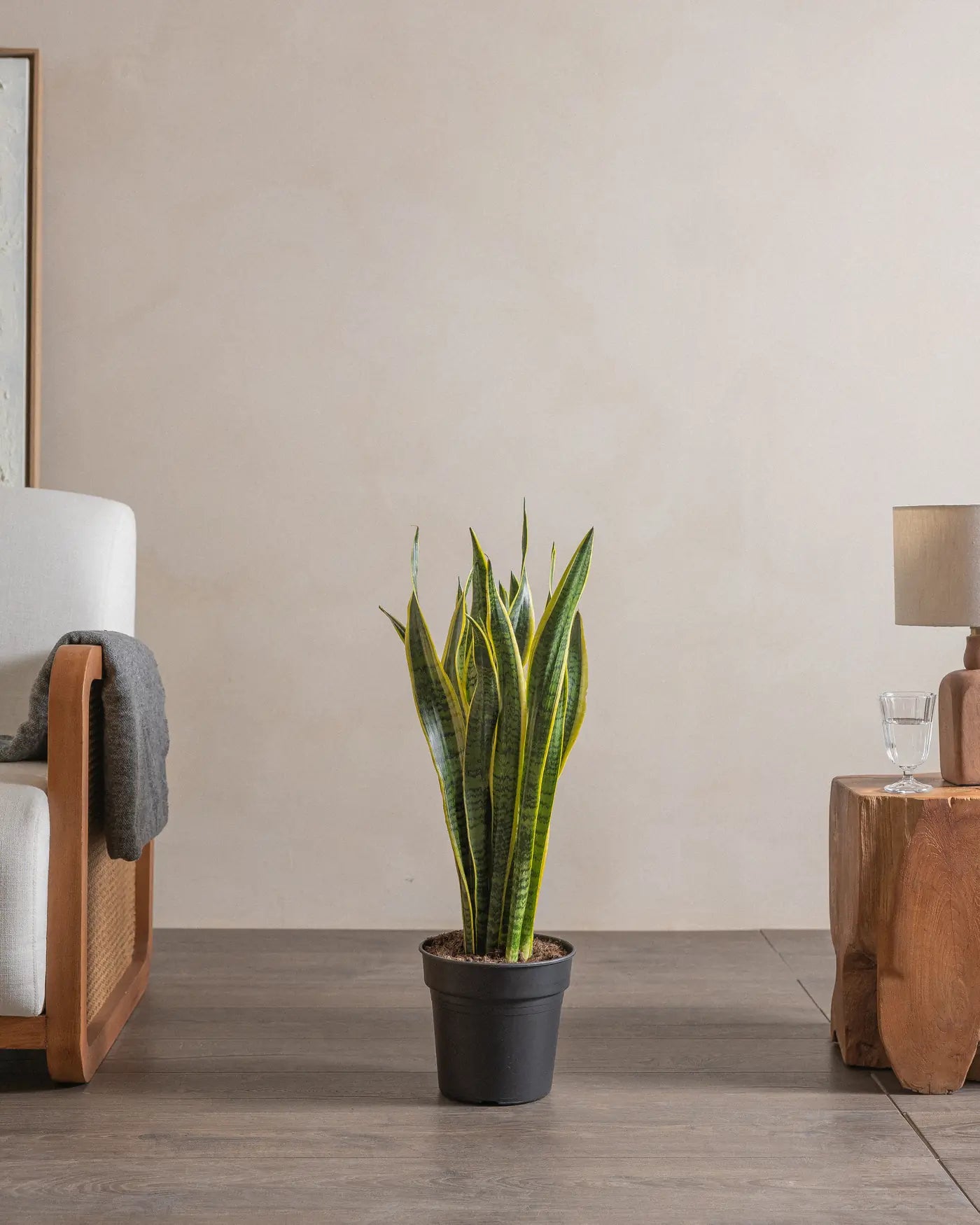 Snake-Plant-Plntd-Lifestyle-39