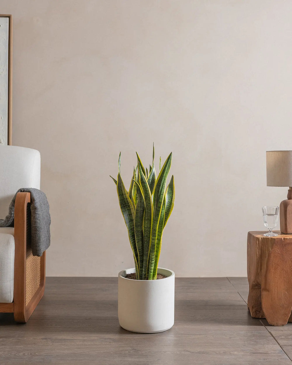 Snake-Plant-Plntd-Lifestyle-40