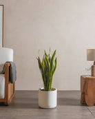 Snake-Plant-Plntd-Lifestyle-40