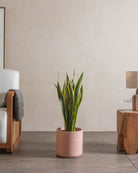 Snake-Plant-Plntd-Lifestyle-41