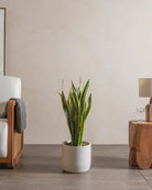 Snake-Plant-Plntd-Lifestyle-42