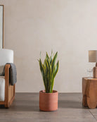 Snake-Plant-Plntd-Lifestyle-43