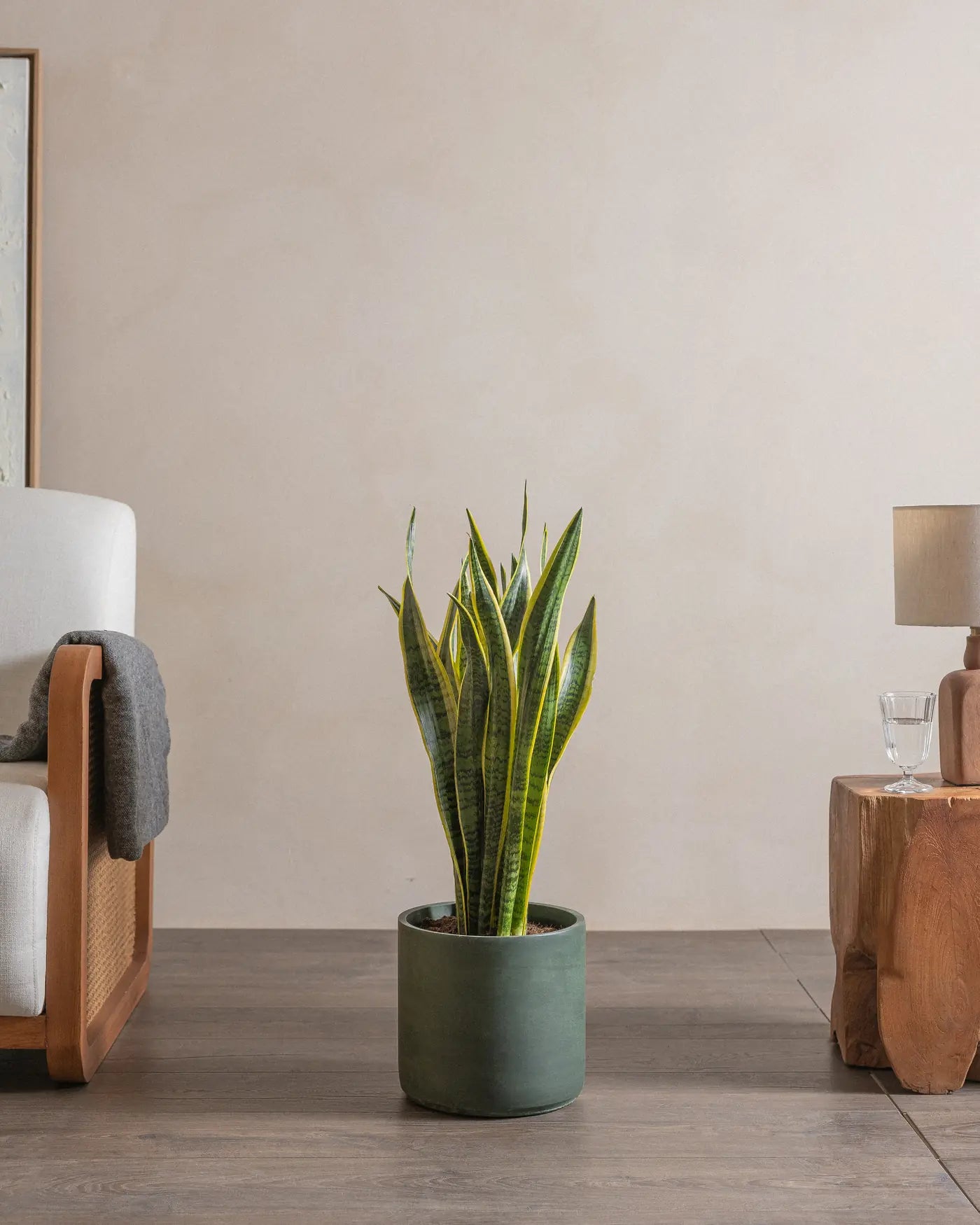 Snake-Plant-Plntd-Lifestyle-44