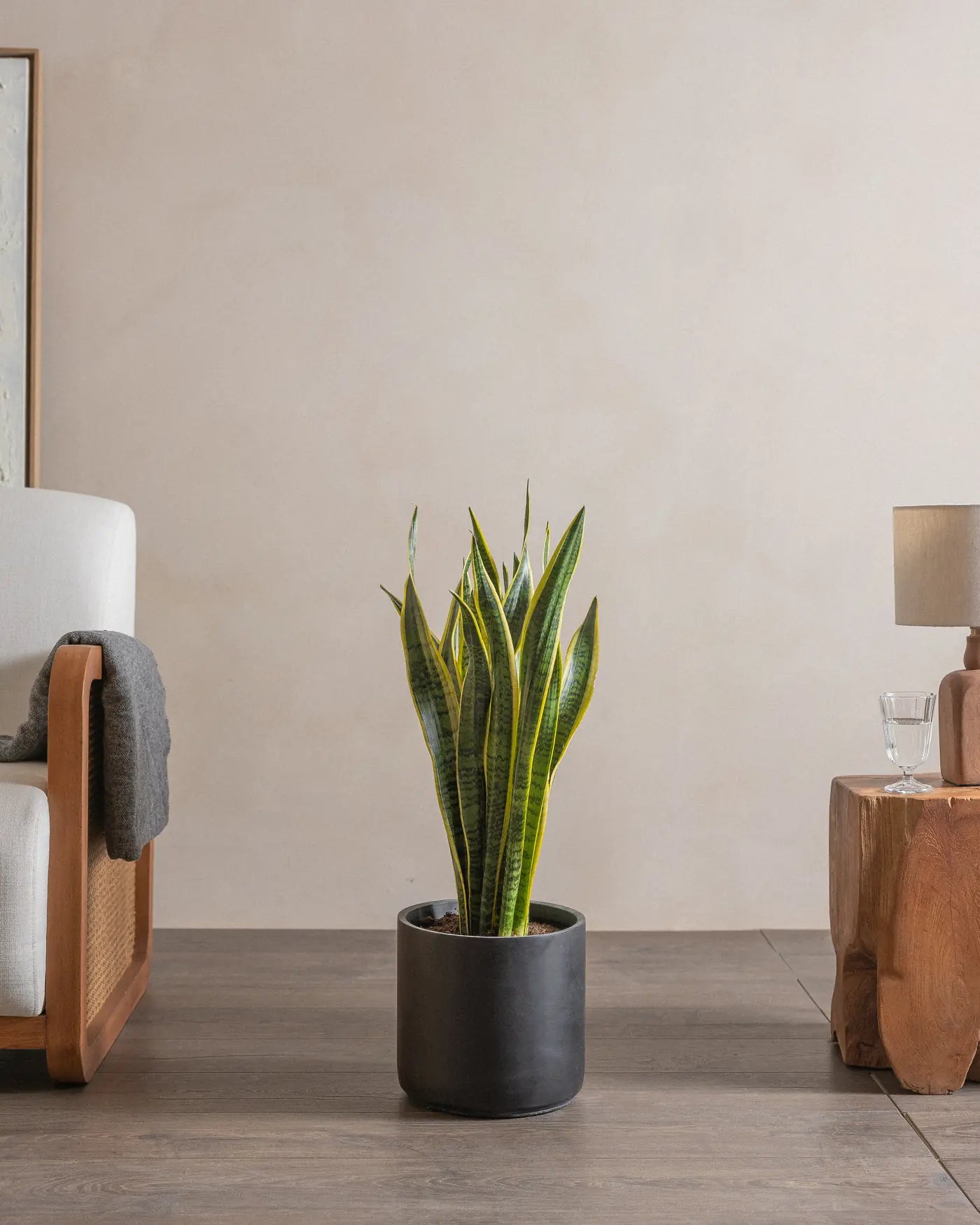 Snake-Plant-Plntd-Lifestyle-45