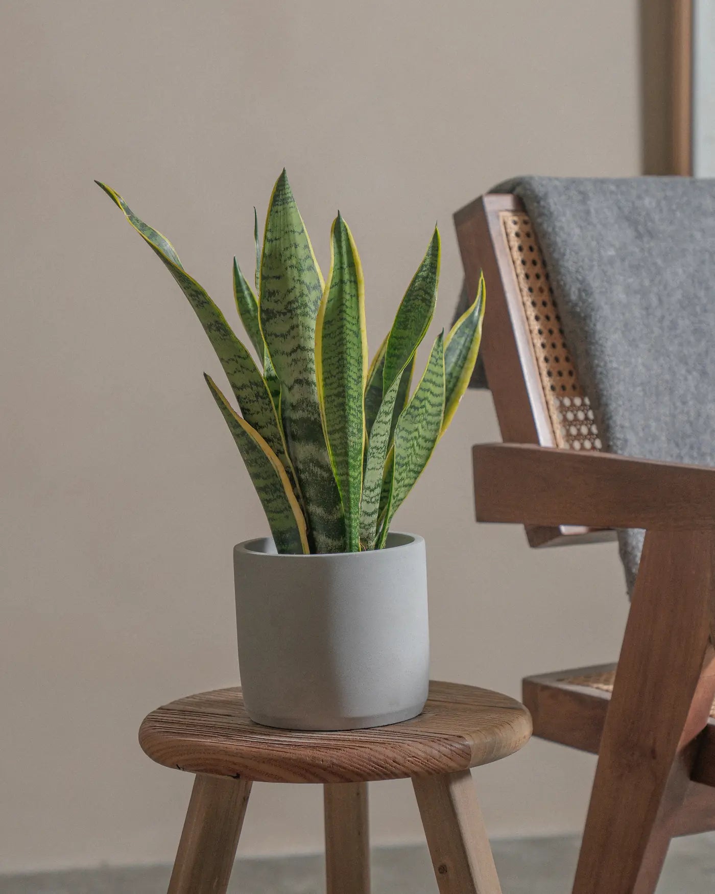 Snake-Plant-Plntd-Lifestyle-5