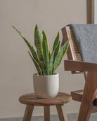 Snake-Plant-Plntd-Lifestyle-9
