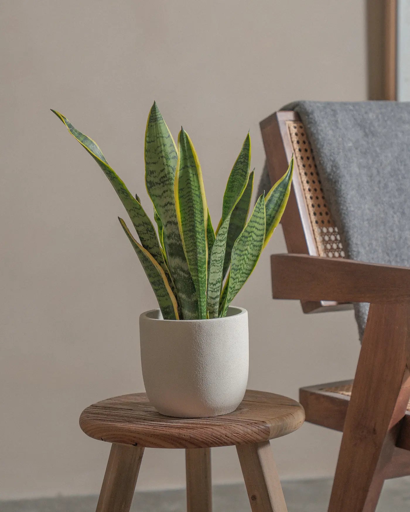 Snake-Plant-Plntd-Lifestyle-9