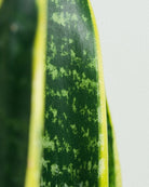 Snake-Plant-Plntd-Macro-2_3fbad896-de0e-4290-8671-2c2955bffd5a