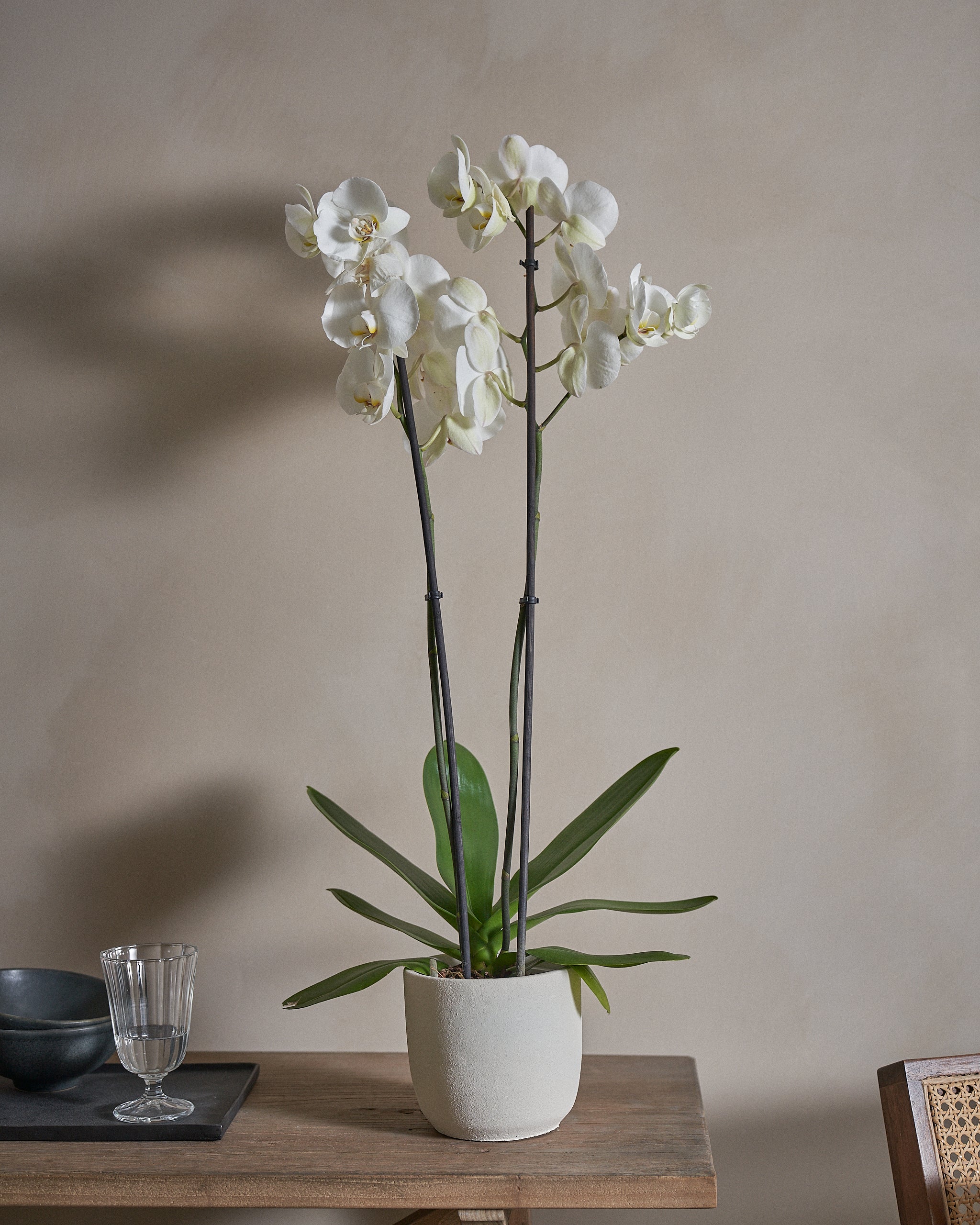 Snowfall-Orchid-70cm-Round-Chalk-White-Plntd-Lifestyle-4