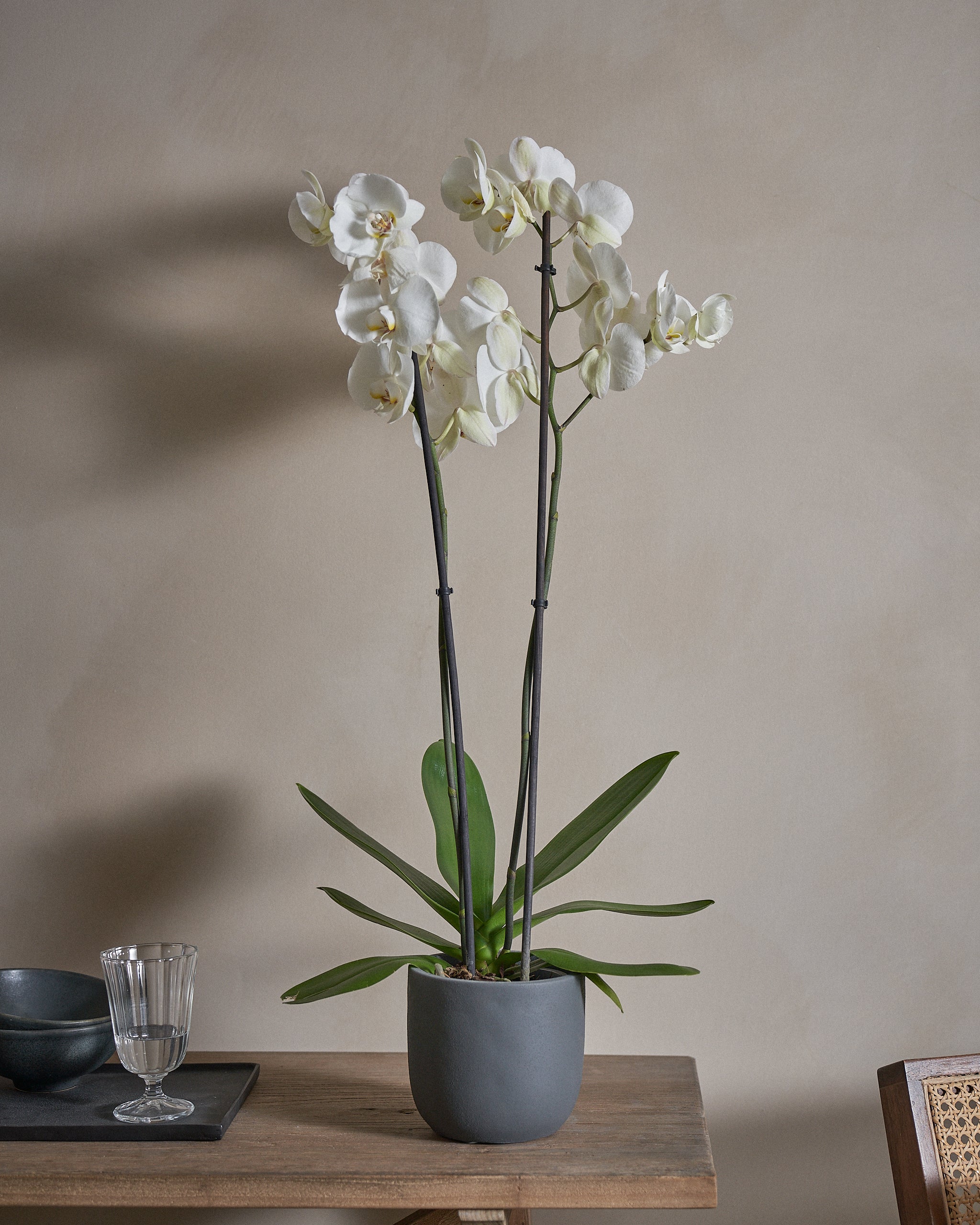 Snowfall-Orchid-70cm-Round-Ember-Plntd-Lifestyle-9