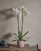 Snowfall-Orchid-70cm-Round-Rose-Pink-Plntd-Lifestyle-7