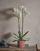 Snowfall-Orchid-70cm-Runic-Old-Red-Plntd-Lifestyle-11