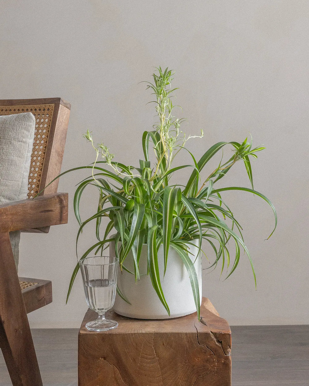 Spider-Plant-30cm-Circle-Chalk-White-Plntd-Lifestyle