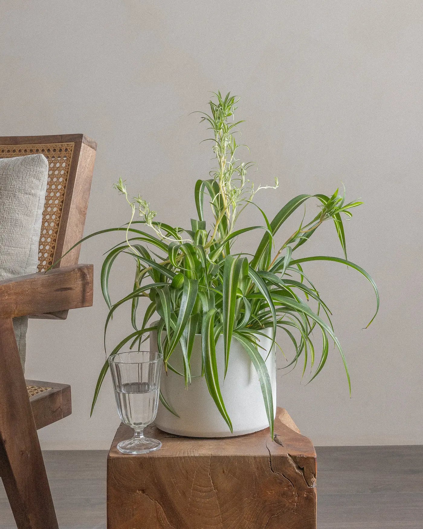 Spider-Plant-30cm-Circle-Chalk-White-Plntd-Lifestyle