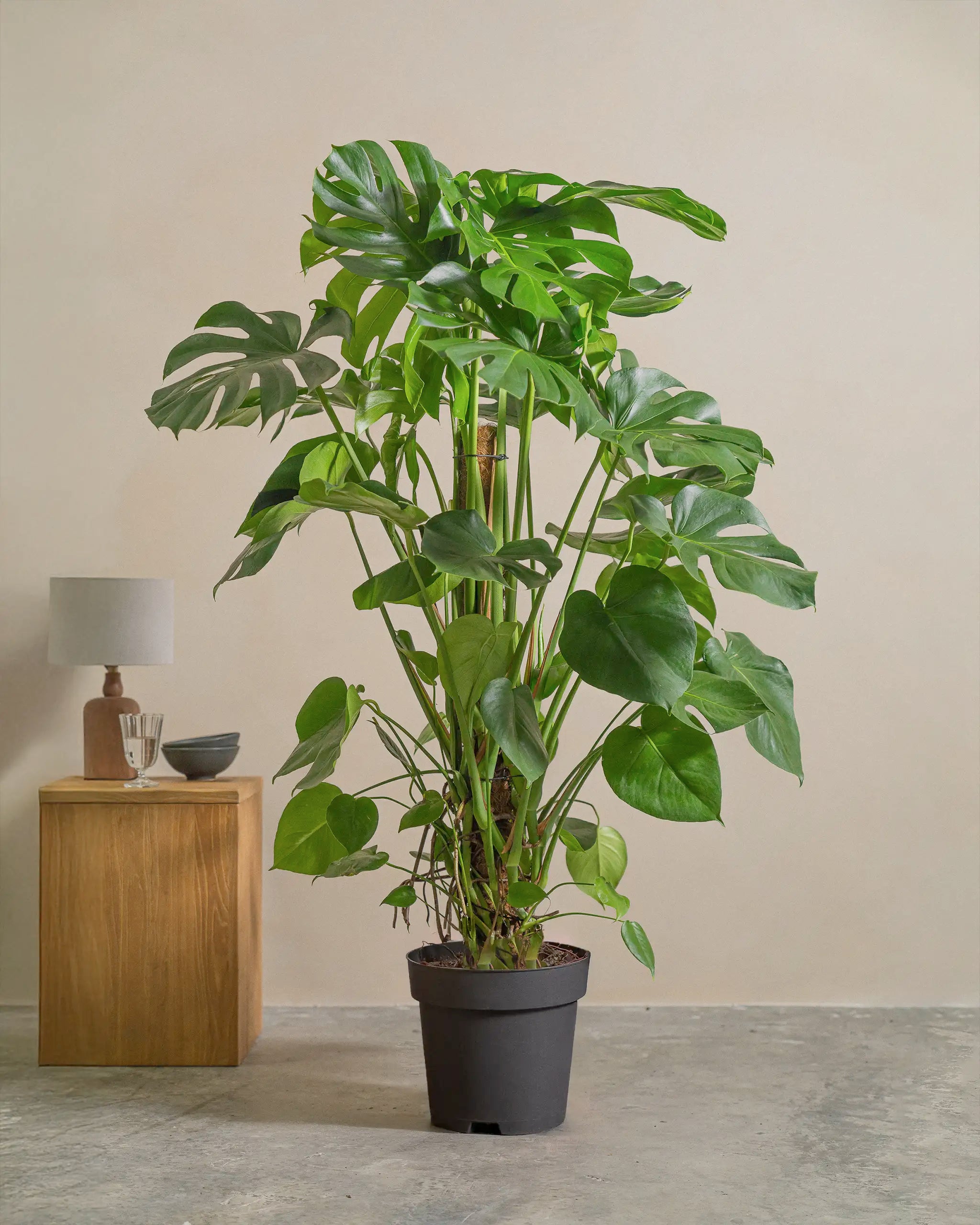 Swiss-Cheese-Plant-130cm-Nursery-Default-Plntd-Lifestyle