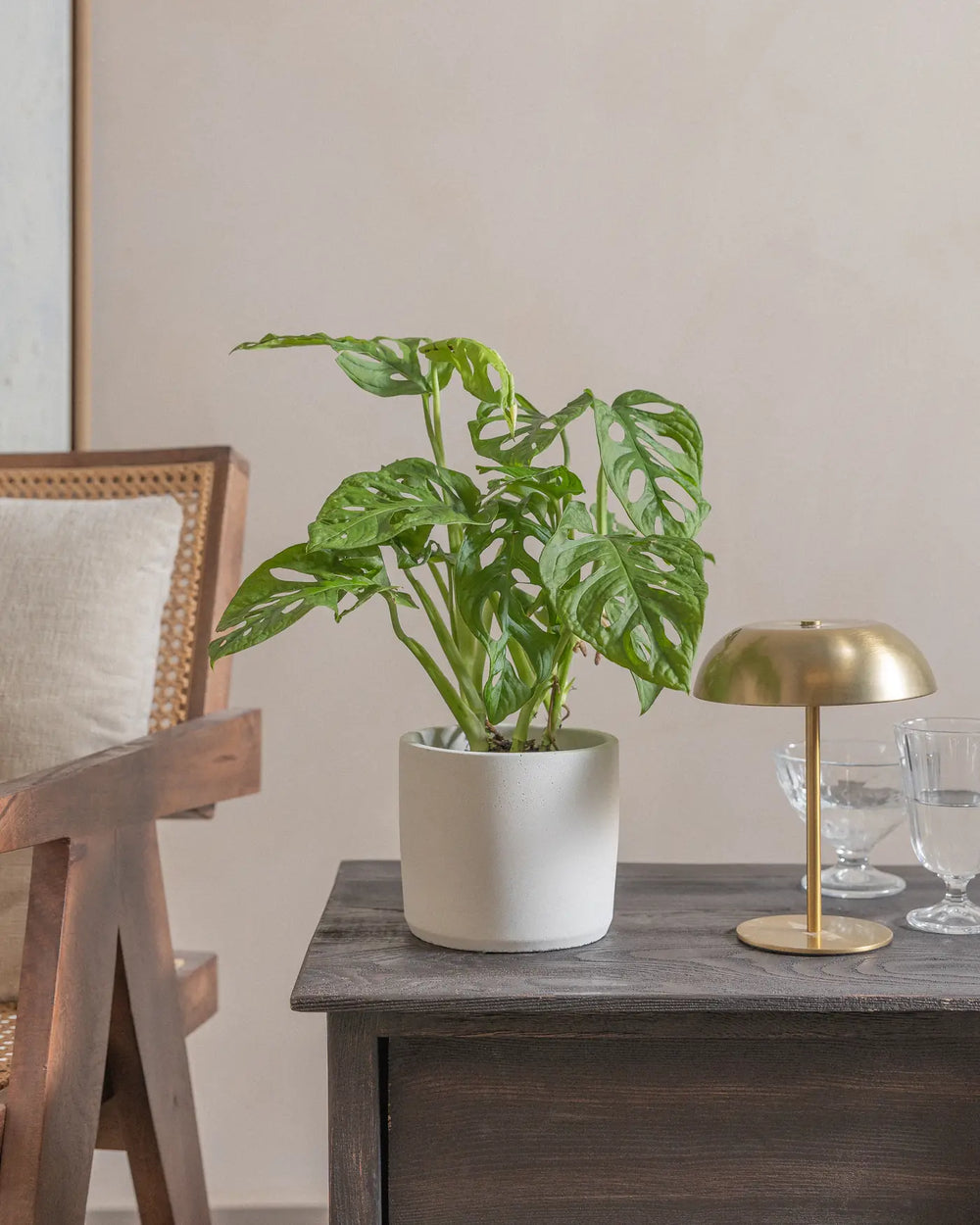 Swiss-Cheese-Vine-40cm-Circle-Chalk-White-Plntd-Lifestyle