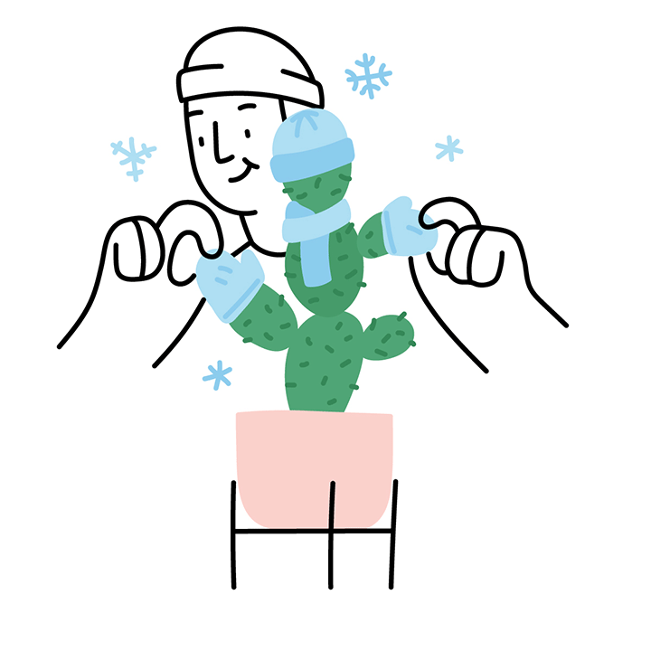 Cactus plant dressed in warm clothing